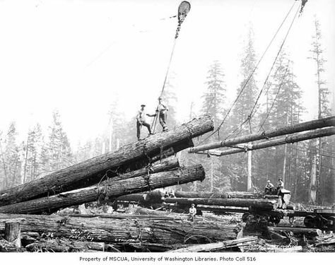 Crew at loading site with logs on railroad skeleton car, Polson Logging Company, near Hoquiam, n.d. - Kinsey Brothers Photographs of the Lumber Industry, 1890-1945 - University of Washington Digital Collections Grays Harbor, Logging Industry, Lumber Mill, Logging Equipment, Old Trees, Big Tree, Autumn Trees, Large Picture, Vintage Photographs