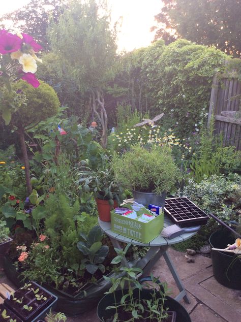 Chaotic Garden, Messy Garden, Patio Gardens, Front Yard Decor, Sunny Garden, Garden Inspo, Plants Are Friends, Vintage Garden Decor, Garden Aesthetic