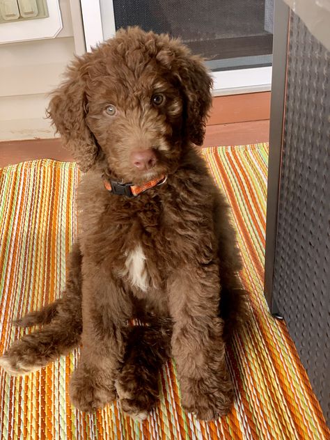 Chocolate Labordoodle, Chocolate Mini Goldendoodle, Chocolate Goldendoodle Puppy, Brown Doodle Dog, Chocolate Golden Doodle, Chocolate Doodle Dogs, Goldendoodle Chocolate, Goldendoodle Brown, Chocolate Doodle