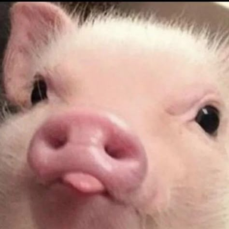 Cute Piglets, Cute Small Animals, Cute Animals Puppies, Baby Pigs, This Little Piggy, Cute Pigs, Silly Animals, Cute Wild Animals