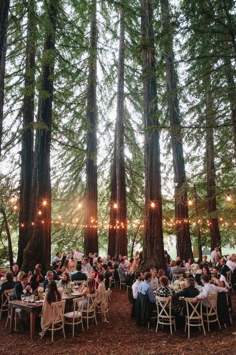 25+ Best Redwood Wedding Venues in California [Updated for 2019!] Forest Wedding Reception, Enchanted Forest Wedding Theme, Redwood Wedding, Forest Theme Wedding, Wedding Reception Ideas, Napa Valley Wedding, Enchanted Forest Wedding, Lights Hanging, Woodsy Wedding