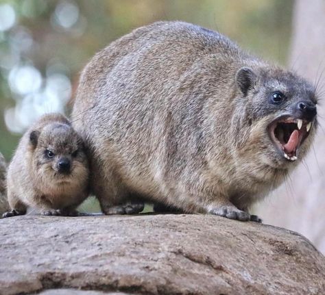 Rock Hyrax family Rock Hyrax, Small Mammals, Tattoo Nature, Animals Tattoo, Animal Family, Rare Cats, Lovely Animals, Rare Animals, Living Things