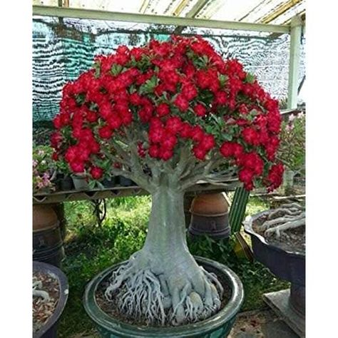 Desert Rose Plant, Adenium Obesum, Indoor Bonsai, Rose Seeds, Bonsai Plants, Garden Containers, Planting Roses, Bonsai Garden, Cactus And Succulents