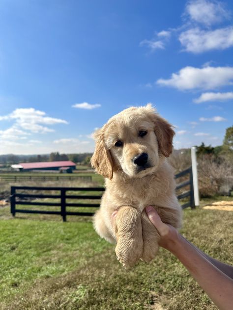 About - GoldenQuest Comfort Retrievers® Golden Retriever Mini, Comfort Retriever, Mini Golden Retriever Full Grown, Mini Golden Retriever, Golden Retriever Breed, Miniature Golden Retriever, Golden Retriever Litter, Puppy Starter Kit, Smartest Dogs