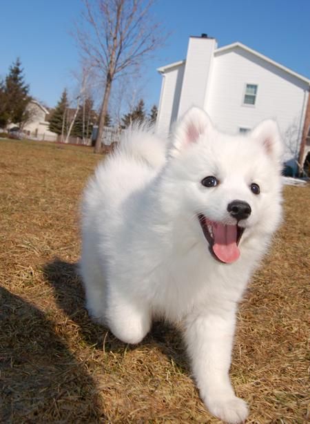 spitz puppy CANNOT HANDLE IT Japanese Spitz Puppy, Japanese Spitz Dog, Spitz Puppy, Spitz Dogs, Japanese Spitz, Samoyed Dogs, Japanese Dogs, Happy Puppy, White Dog