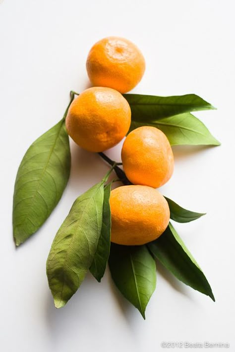 Oranges With Leaves, Fresh Orange, Clementine Flower, Clementine Photography, Orange Branch Photography, Clementine Fruit Aesthetic, Oranges Illustration Fruit, Citrus Fruits Photography, Still Life Pictures