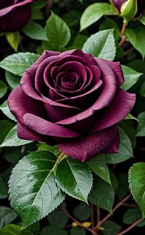 Rose Flower Photos, Love Pink Wallpaper, Rare Orchids, Rose Flower Pictures, Rose Flower Wallpaper, Rose Pictures, Rainbow Roses, Cute Flower Wallpapers, Purple Rose