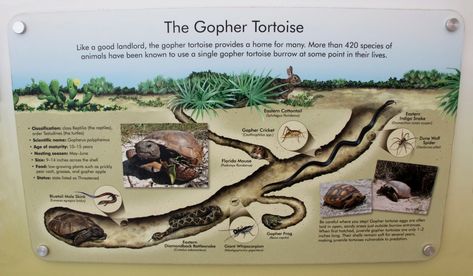 Wildlife Sign: Gopher Tortoise Burrow | naturetime Tortoise Burrow, Gopher Tortoise, Zoo Signage, Tortoise Care, Tortoise Habitat, Desert Tortoise, Living Organisms, Nature Study, Flora And Fauna