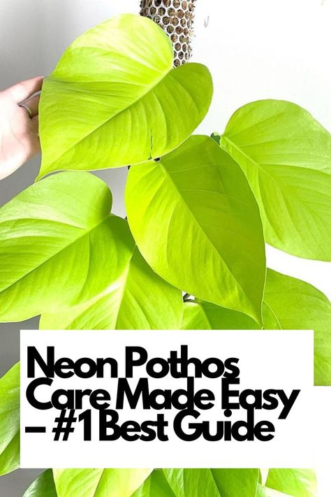 Unlock the secrets to thriving Neon Pothos plants with expert tips and techniques. From watering schedules to ideal lighting conditions, we've got you covered! Our comprehensive guide simplifies Neon Pothos care, making it easy for beginners and seasoned plant enthusiasts alike. Transform your indoor space with lush, vibrant Neon Pothos plants that are the envy of all!  IG Photo by: monko_the_plant Pothos Care, Indoor Plant Care Guide, Pothos Plant Care, Pothos Plants, Neon Pothos, Routine Tips, Pothos Plant, Indoor Plant Care, Indoor Herb Garden