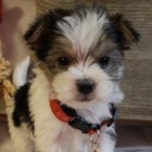 Biewer Terrier For Sale, Yorkie For Sale, Shorkie Puppies, Morkie Puppies For Sale, Morkie Dogs, Biewer Yorkie, Maltese Puppies For Sale, Morkie Puppies, Teacup Yorkie Puppy