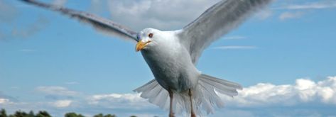 Seagull Seagull Symbolism, Animal Totem Spirit Guides, Spirit Animal Totem, The Seagull, Animal Medicine, Shamanic Healing, Animal Totem, Spirit Animals, Different Perspectives