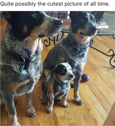 Heeler family Aussie Cattle Dog, Heeler Dogs, Austrailian Cattle Dog, Australian Dog, Cattle Dogs Rule, Blue Heeler Puppies, Red Heelers, Heeler Puppies, Blue Heelers