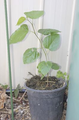 Mulberry Plant, Mulberry Fruit, Fruit Tree Garden, Savage Garden, Gardens Of The World, Garden Fun, Mulberry Tree, Growing Indoors, Winter Trees