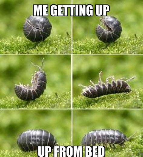 Pill Bug, Cool Bugs, Creepy Crawlies, Arthropods, A Bug, Crustaceans, Silly Images, Silly Animals, Bugs And Insects