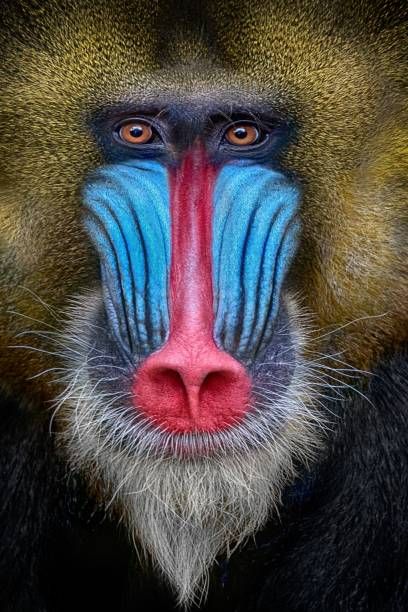 Baboon Illustration, Mandrill Baboon, Mandrill Monkey, Wildlife Photography Tips, Regard Animal, Mandrill, Outdoor Photographer, Rare Animals, Baboon