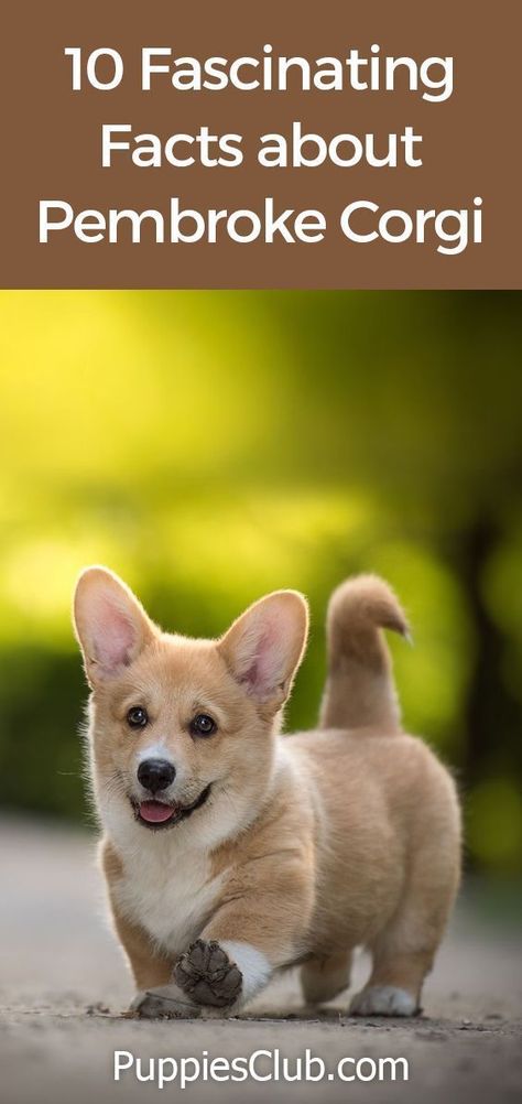 Corgi is the most popular dog breed been known because of its loving and caring characteristics. #corgi #corgifacts #corgidog #corgipuppy Corgi Training, Corgi Dog Breed, Corgi Breeds, Corgi Facts, Pembroke Corgi, Pembroke Welsh Corgi Puppies, Cute Corgi Puppy, Corgi Puppies, Dog Obsessed