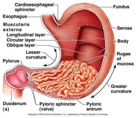 Stomach Diagram, Stomach Anatomy, Human Stomach, Digestive System Anatomy, Human Digestive System, Sistem Pencernaan, Medical Student Study, Nursing School Survival, Human Body Anatomy