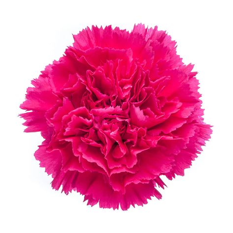 Purple Pages, Carnation Flowers, Wholesale Flowers Wedding, February Wedding, Hot Pink Flowers, Up Theme, Floral Decorations, Pink Carnations, Carnation Flower