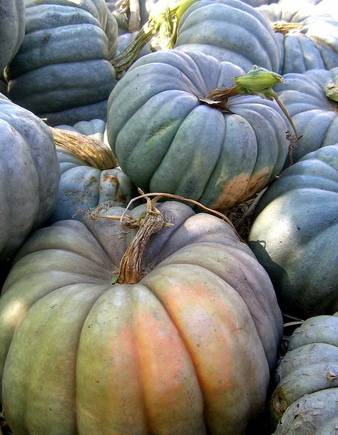 blue pumpkins. They turn from green to a greyish blue.  I'm saving the seeds to grow some for next year #heritage #pumpkins Como Plantar Pitaya, Green Pumpkins, Pumkin Decoration, Blue Pumpkins, Fabulous Fall, Happy Fall Y'all, Autumn Beauty, Fall Favorites, Happy Fall