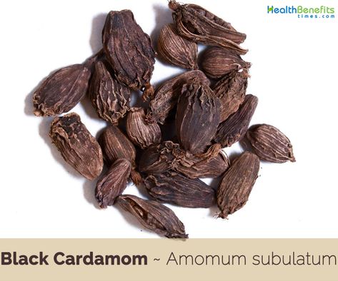 Black cardamom (Amomum subulatum) beneficial to treat pain, eradicate bad odor, increase appetite, and treat skin diseases and nausea. Braised Beef Recipes, Black Cardamom, Cardamom Pods, Perennial Herbs, Braised Beef, Masala Recipe, Aromatic Herbs, Turmeric Root, Indian Spices