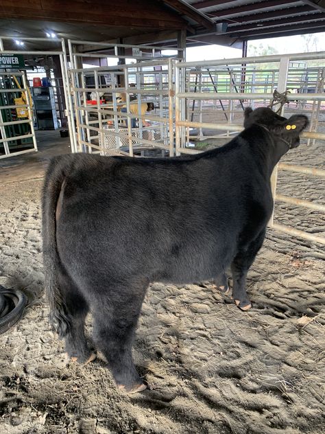 Steer Showing, Showing Steers, Cow Showing, Cow Tattoos, Show Heifer, Livestock Photography, Showing Cattle, Livestock Showing, Show Steers