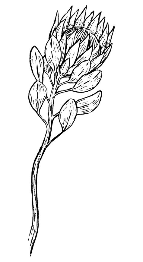 Protea Outline Drawing, Protea Drawing Black And White, Protea Line Drawing, Protea Drawing, Vintage Plant Illustration, Protea Tattoo, Illustration Outline, Vintage Clipart, Botanical Drawing