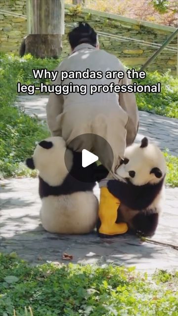 Funny Pandas Videos, Silly Panda, Panda Videos, Lazy Husband, Funny Panda Pictures, Fuzzy Animals, Pandas Playing, Panda Gif