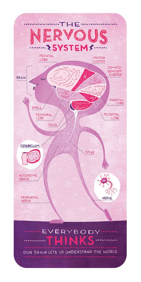 The Nervous System: Anatomy Print via Etsy, by Rachel Ignotofsky. She does all kinds of these, so cool! Nervous System Anatomy, Mind Palace, Human Body Systems, The Nervous System, Homeschool Science, Medical Technology, Body Systems, Anatomy And Physiology, Teaching Science