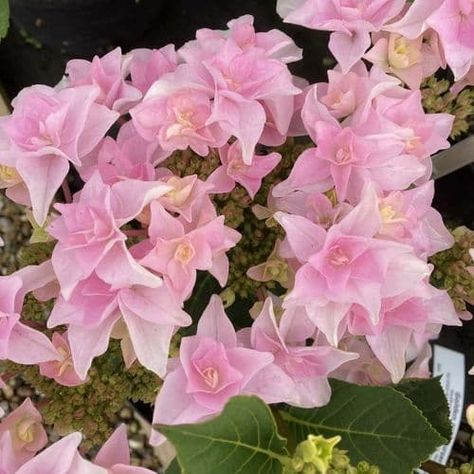 Hydrangea macrophylla Hydrangea Nursery, Hydrangea Aspera, Lace Cap Hydrangea, Hydrangea Serrata, Hydrangea Arborescens, Hydrangea Quercifolia, Dark Purple Flowers, Hedging Plants, Kent Uk