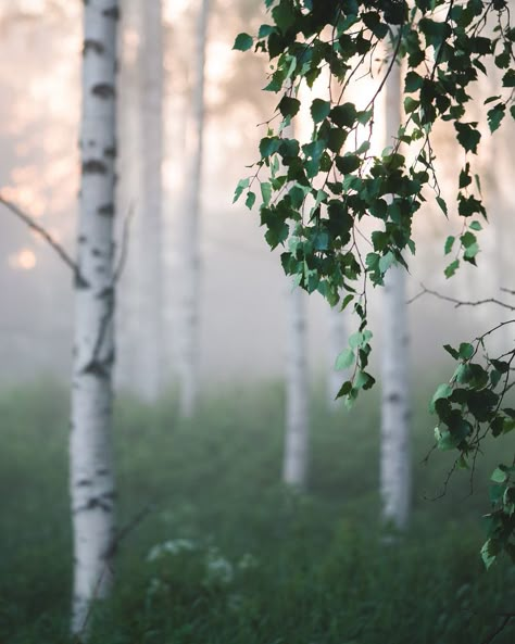 wanderthewood: “by Nippe16 ” Have A Nice Weekend, Nice Weekend, Mystical Forest, Wallpaper Nature Flowers, Fantasy Setting, Weekend Fun, Magical Places, Green Aesthetic, Love Images