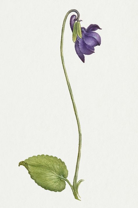 Vintage sweet violet flower psd illustration floral drawing | free image by rawpixel.com / Donlaya Violet Flower Illustration, Geranium Illustration, Hamlet Movie, Violet Flower Drawing, Bobcat Painting, Blooming Illustration, Violet Drawing, Violet Illustration, Watercolour Tips