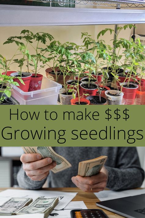 Looking for an easy side hustle to make some extra cash on the homestead? Growing seedlings to sell for profit is an easy way to make money. An easy side hustle idea is as simple as growing extra seedlings! Earn money on the homestead, homestead business ideas, how to grow seedlings, growing seedlings for profit. Homesteading ways to make money, easy ways to make money How To Sell Plants, Growing And Selling Plants, Selling Seedlings, How To Start Seedlings Indoors, Easy Seeds To Grow With Kids, Growing Seedlings, Homesteading Diy, Cast Iron Recipes, Seed Saving