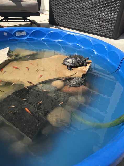 Turtle Tub, Turtle Pool, Turtle Cage, Turtle Tank Ideas, Turtle Enclosure, Turtle Tanks, Turtle Homes, Slider Turtle, Tortoise Enclosure