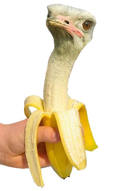 Animal Mashups, Photoshopped Animals, Funny Photoshop, Fake Animals, Banana Art, A Banana, صور مضحكة, Weird Animals, Weird And Wonderful