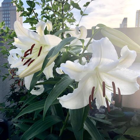 Casablanca lily at full power in NYC heat. The smell is intoxicating! Plant Must Haves, Casablanca Lilies, Casablanca Lily, Front Yard Plants, Special Place In My Heart, Wild Plants, Favorite Flower, Home Flowers, Garden Diy