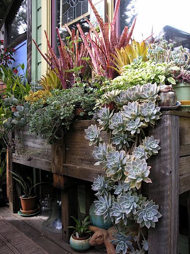 Hanging Succulents - lush and gorgeous - this is what to aim for! Succulent Landscaping, Hanging Succulents, Succulent Gardening, Have Inspiration, Succulents In Containers, Cactus Y Suculentas, Cactus Garden, Window Box, Succulents Garden