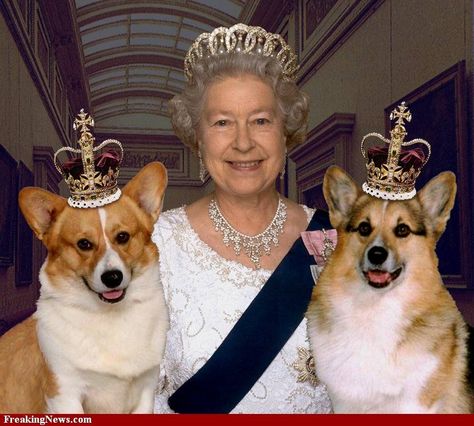 Lucky dogs of the royal kind! Two Corgis, Ratu Elizabeth, The Queen Elizabeth Ii, Rainha Elizabeth Ii, Estilo Real, Elisabeth Ii, Corgi Puppy, Dog Poster, Isabel Ii