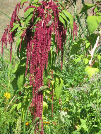 Love-Lies-Bleeding amaranth is a dramatic addition to your garden... ask a bird! Amaranthus Caudatus, Amaranth Plant, Winter Project, Wildlife Gardening, Healthy Garden, How To Attract Birds, Flower Spike, Bird Seed, Amaranth