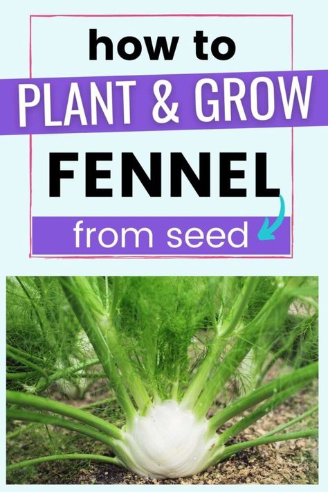 Discover how to plant and grow fennel from seed in this complete guide to growing fennel! Fennel is a delicious cool season crop that can be grown for the bulb, fennel leaf, or fennel seed. Click through to learn everything you need to know about growing your own fennel at home. Growing Fennel, Fennel Bulb, Plant Parent, Backyard Gardening, Growing Seeds, Fennel Seeds, Planting Herbs, Parenting Guide, Plant Food