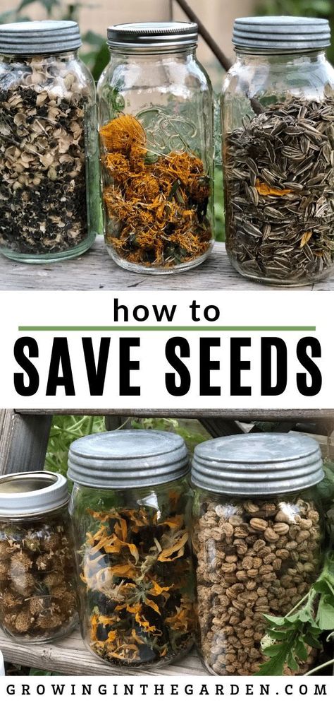 How To Save Seeds, Plantarea Legumelor, Save Seeds, Seeds Growing, Saving Seeds, Herb Garden Design, Wallpaper Retro, Backyard Vegetable Gardens, Seed Saving