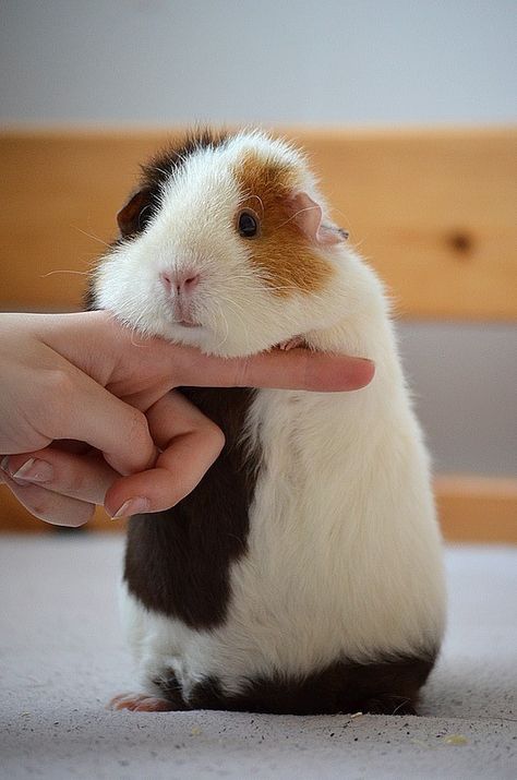 Pig Pics, Guinea Pigs Funny, Pig Pictures, Pet Guinea Pigs, Cute Guinea Pigs, Guinea Pig Cage, Cute Piggies, Hamsters, Funny Animal Pictures