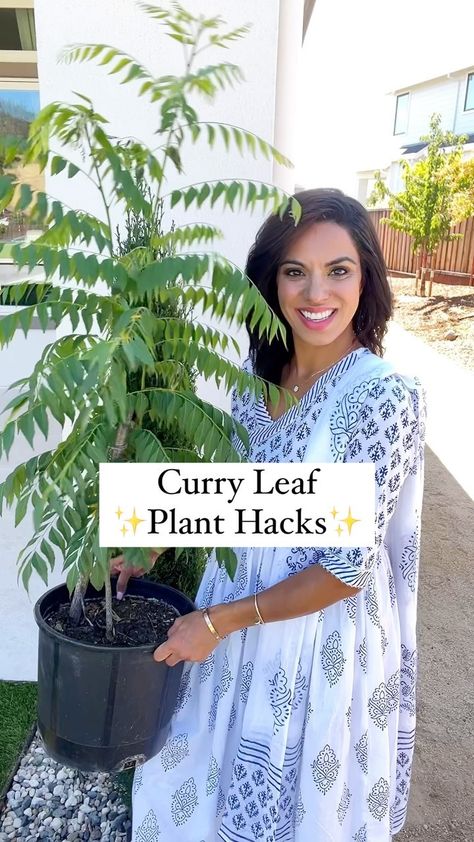 Kamana Bhaskaran | C0mment ‘Curry Leaf’ for a direct message with all the items shared in this Reel 💫 Do do know the secrets to help your Curry Leaf Plant... | Instagram Plant Instagram, Curry Leaf Plant, Curry Leaf, Plant Hacks, Leaf Plant, Neem Oil, Going On Holiday, Curry Leaves, Egg Shells