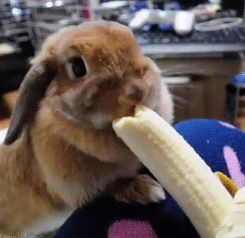 <b>Bunnies are actually GIF royalty.</b> We owe them everything. Hello Giggles, Rabbit Gif, Rabbit Eating, Bunny Lovers, Funny Bunnies, Cuteness Overload, Cute Bunny, Animal Gifs, Bunny Rabbit