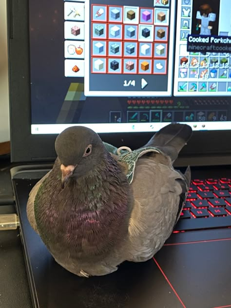 Pigeon Profile Picture, Pigeon Pet Aesthetic, German Owl Pigeon, Pigeon Enclosure, Pigeon Pfp, Pigeons Aesthetic, Funny Pigeons, Pigeon Aesthetic, Pigeon Farrow And Ball