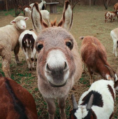 Farm Animal Rescue, Rescue Farm, Baby Donkey, Mini Donkey, Cute Donkey, Image Film, A Donkey, Animal Sanctuary, Work With Animals