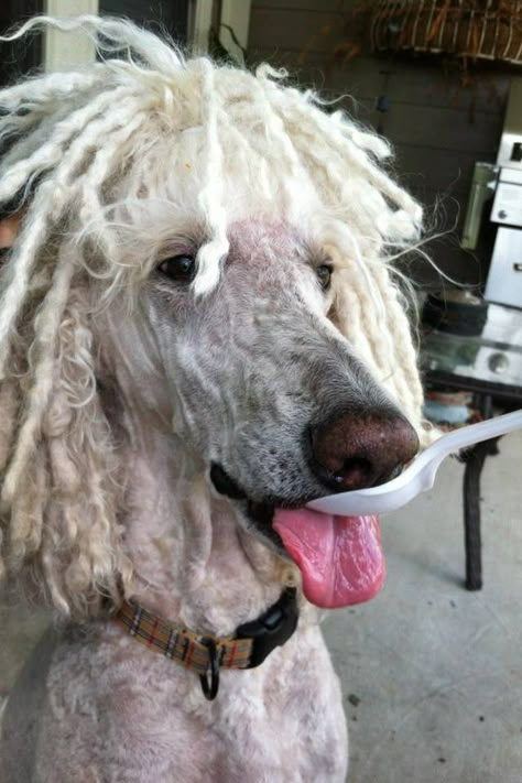 Corded poodle Poodle With Braids, Corded Poodle, Dog With Dreads, Dreadlock Dog, Poodle Cuts, Poodle Grooming, Standard Poodles, Cheap Dogs, Very Cute Dogs