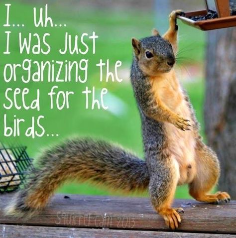 ❤️Inst Squirrel Memes, Funny Squirrel Pictures, Squirrel Pictures, Squirrel Funny, Cute Squirrel, A Squirrel, Baby Squirrel, Cayenne Pepper, Funny Animal Memes