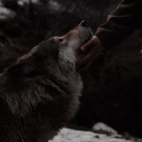 Werewolf Aesthetic, رورونوا زورو, J Black, Remus Lupin, A Wolf, Fantasy Aesthetic, Arte Fantasy, Character Aesthetic, The Villain