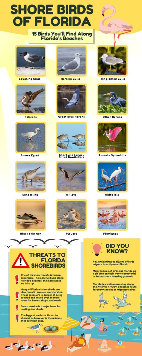 Florida is an amazing state for bird-watching. It’s nearly impossible for anyone who heads to the beach to avoid running into the birds that frequent Florida’s shorelines. The sea birds of Florida can differ in size and color. In this article, we’ll discuss the shorebirds you’re most likely to run into on Florida’s beaches. Florida Animals, Florida Wildlife Art, Florida Orange Bird, Florida State Bird, Herring Gull, Florida Wildlife Photography, Common Birds, Migratory Birds, Invasive Species