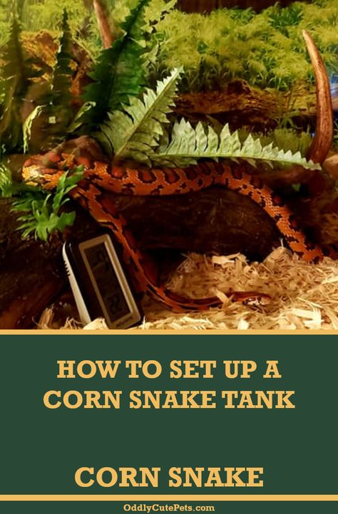 Pretty Snake Enclosure, Corn Snake Vivarium Ideas, Corn Snake Enrichment, Cute Snake Tank Ideas, Diy Corn Snake Enclosure, Corn Snake Enclosure Ideas Diy, Corn Snake Habitat, Snake Habitat Ideas Terrarium Diy, Corn Snake Setup